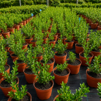 Vtáčí zob vajcolistý (Ligustrum Ovalifolium) - výška 30-50 cm, kont. C2L